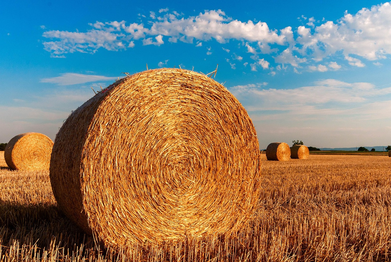 farm eggs basket straw