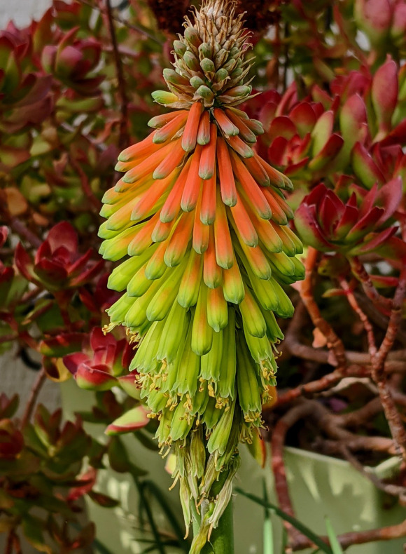 drought tolerant native plants