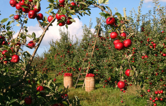 fruit orchard California farm